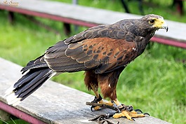 捕食鳥,鳥,性質(zhì)