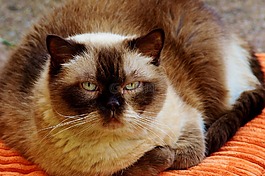猫,英国短毛猫,mieze