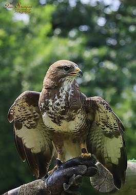 捕食鳥,鳥,性質(zhì)