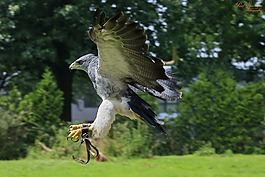捕食鳥,鳥,性質(zhì)