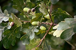 橡樹(shù),橡子,性質(zhì)