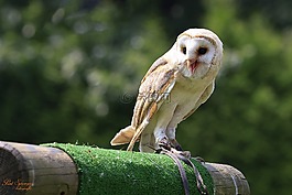 捕食鳥,鳥,性質(zhì)