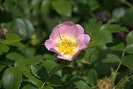 布萊恩 ·,花卉,植物