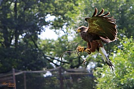 捕食鳥,鳥,性質(zhì)