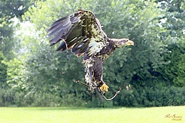 捕食鳥,鳥,性質(zhì)
