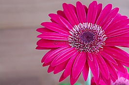 非洲菊,花,開花