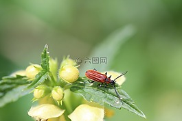 死荨麻,甲虫,厂