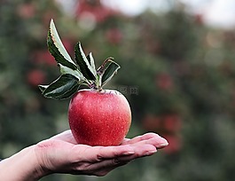 蘋果,紅色,紅蘋果