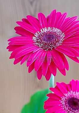 非洲菊,花,開花