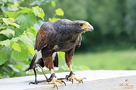 捕食鳥,鳥,性質(zhì)