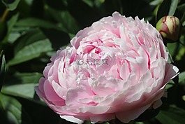 牡丹,花,开花