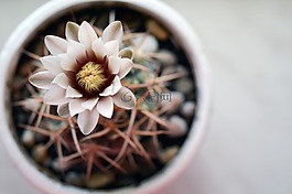 gymnocalycium,仙人掌花,仙人掌