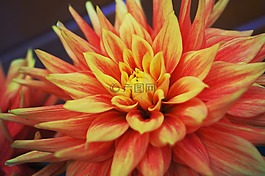 大丽花,花,多彩