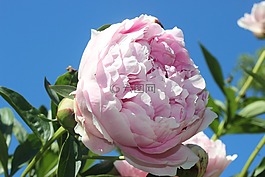 pfingtsrose,春天,粉紅色