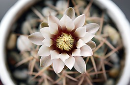 gymnocalycium,開花的仙人掌,多汁