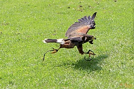 捕食鳥,鳥,性質(zhì)