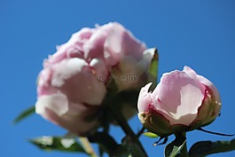 寶貝的玫瑰,牡丹,開花