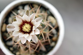gymnocalycium,仙人掌花,仙人掌