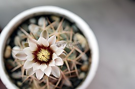 gymnocalycium,仙人掌花,仙人掌