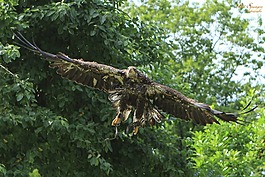 捕食鳥,鳥,性質(zhì)