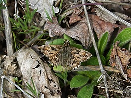 carcharodus alceae,蝴蝶,hespérido