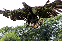 捕食鳥,鳥,性質(zhì)