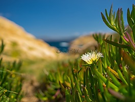 性質,草,夏季