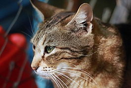 動物,貓臉,野貓