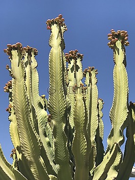 仙人掌,沙漠,自然