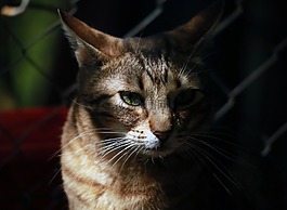 動物,國內(nèi)動物,貓