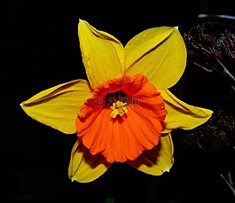 花,開花,水仙