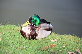 鴨,動物,水