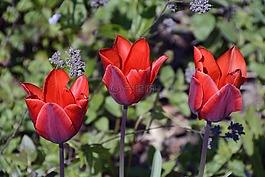 郁金香,tulpenbluete,鮮花