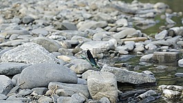 鹅卵石,蜻蜓,水