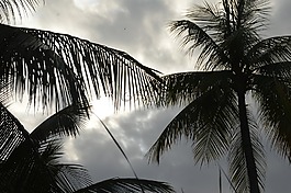 自然,熱帶,夏天