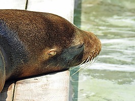 海獅,水,動物