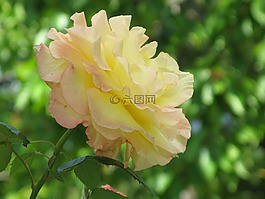玫瑰,花,黃