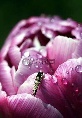 花,昆蟲,粉色