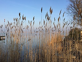 湖,蘆葦,銀行
