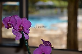 花卉,窗口,orquidea