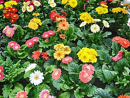 鮮花,花園,混合