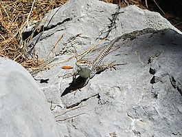 蜥蜴,動(dòng)物
