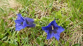 龍膽,鮮花,性質(zhì)