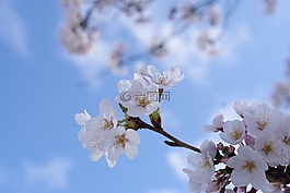 櫻桃,植物,鮮花