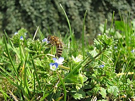 春天,蜜蜂,陽光