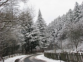 冬季,松,森林