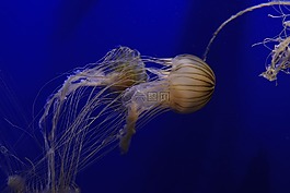 水族館,魚,銀蓮花
