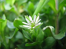 春天,花卉,陽光