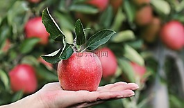 蘋果,紅色,紅蘋果