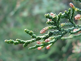 春天,芽,花卉